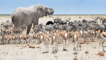 Enorme elefante africano, Loxodonta africana che domina mandrie di animali, raggruppamento a waterhole, Etosha, Namibia