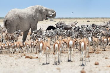 Enorme elefante africano, Loxodonta africana che domina mandrie di animali, raggruppamento a waterhole, Etosha, Namibia