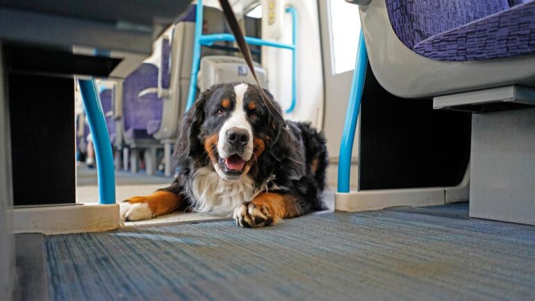 cane treno pastore bernerse